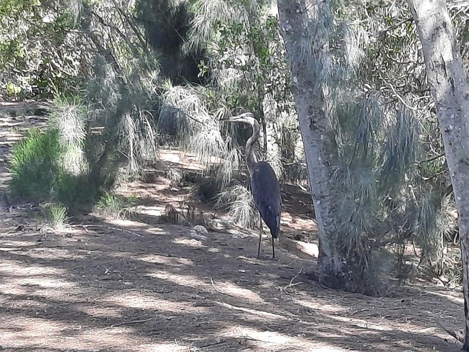 Great Blue Heron on Nature Trail