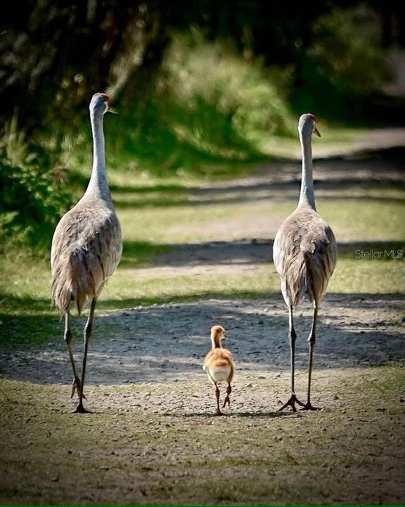 Sandhill Crane Family DWO