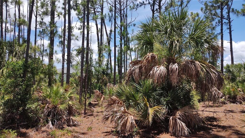 На продажу: $30,000 (0.23 acres)