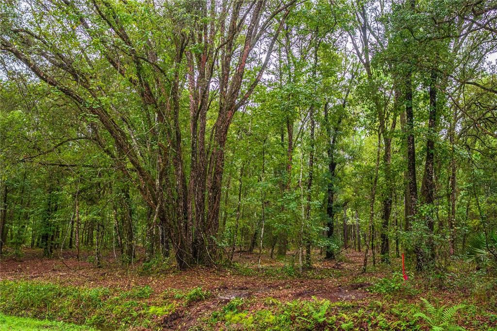 На продажу: $47,888 (1.76 acres)