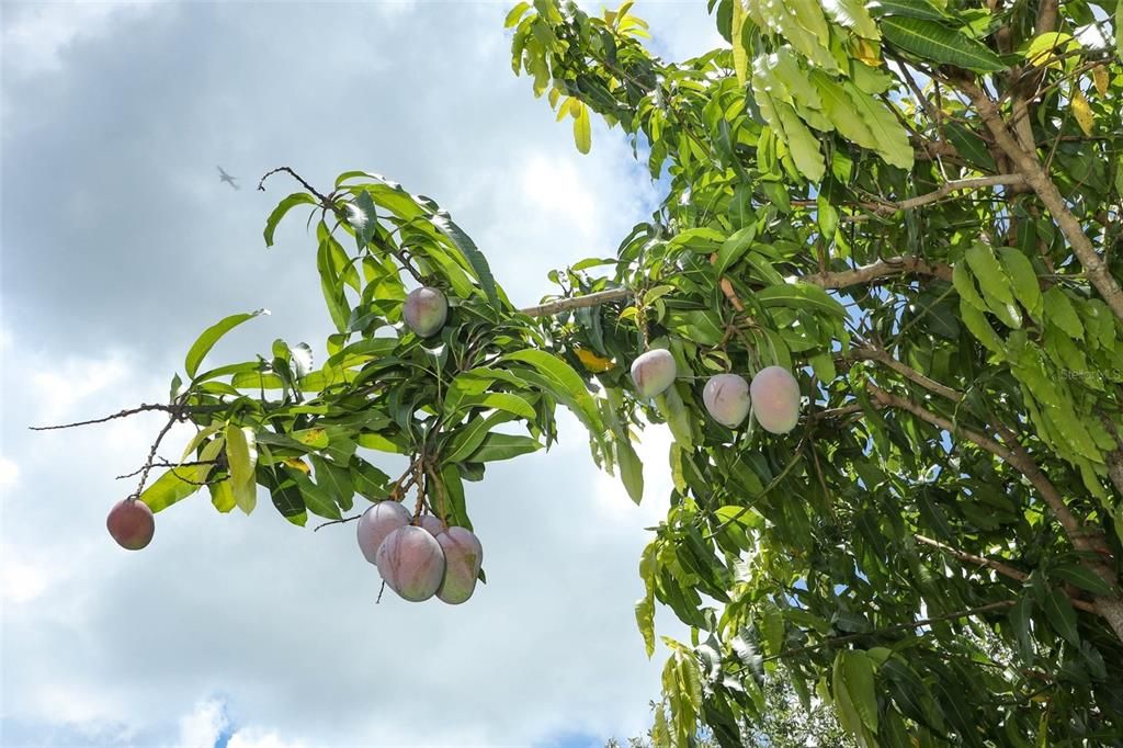 Mango Trees