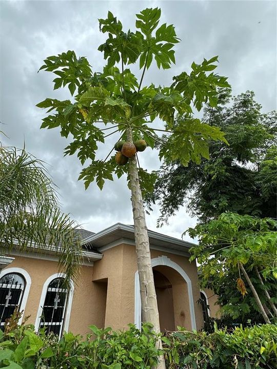 Elderberry tree