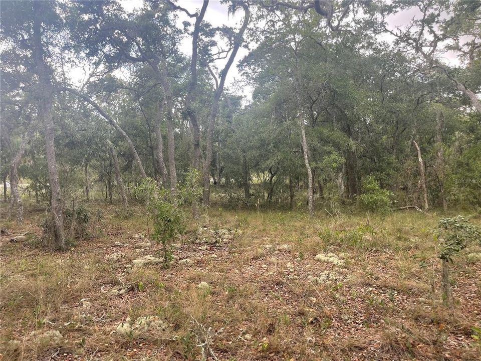 En Venta: $29,900 (0.99 acres)