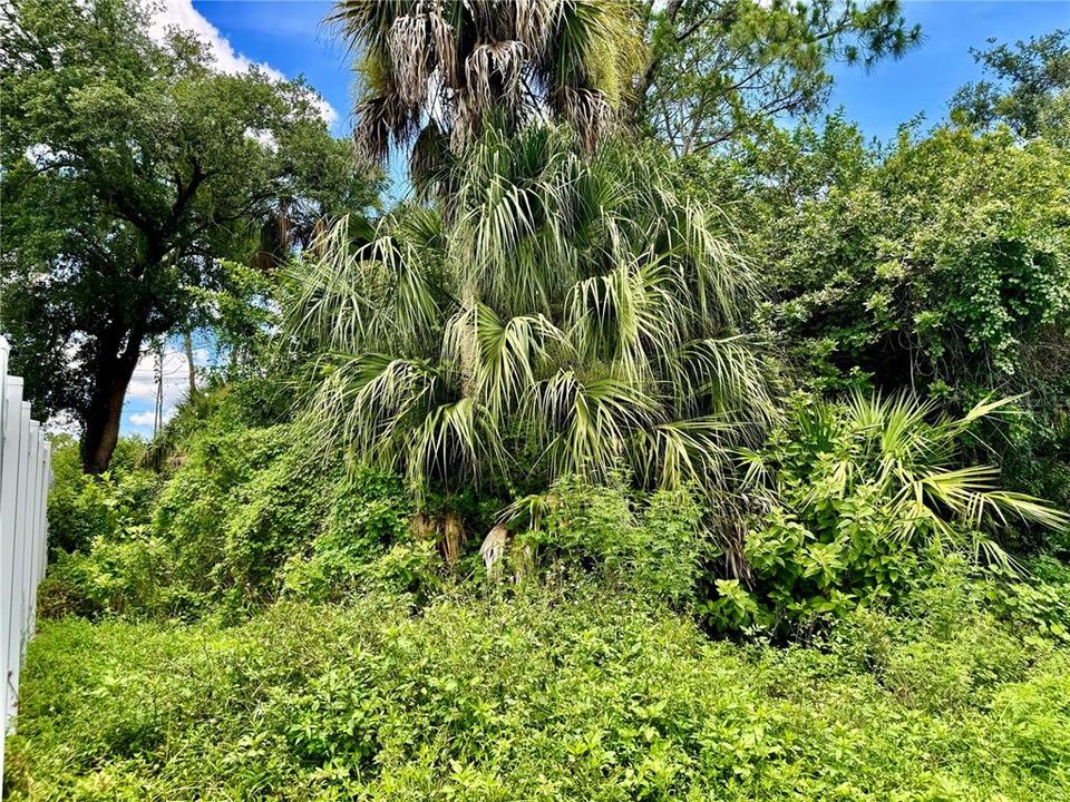 back yard, left side