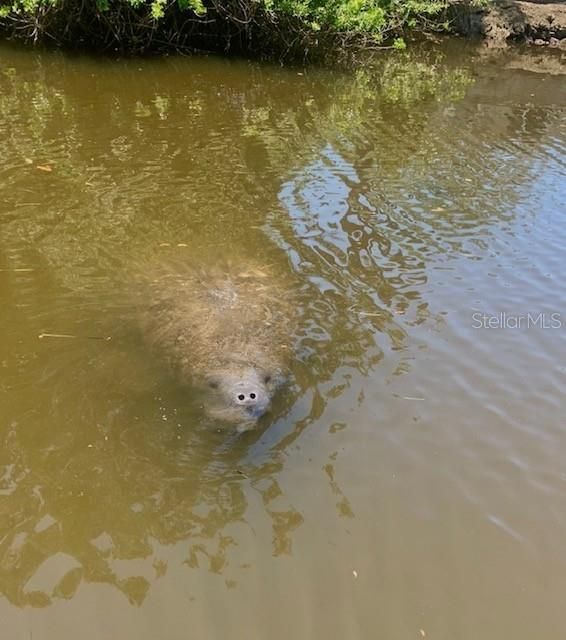 manatee by the dock