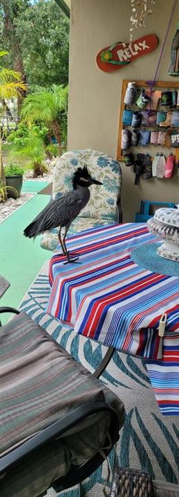 bird that eats out of owner's hand