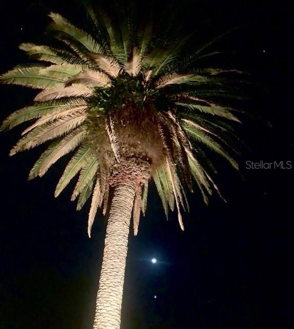 night shot of the palm tree