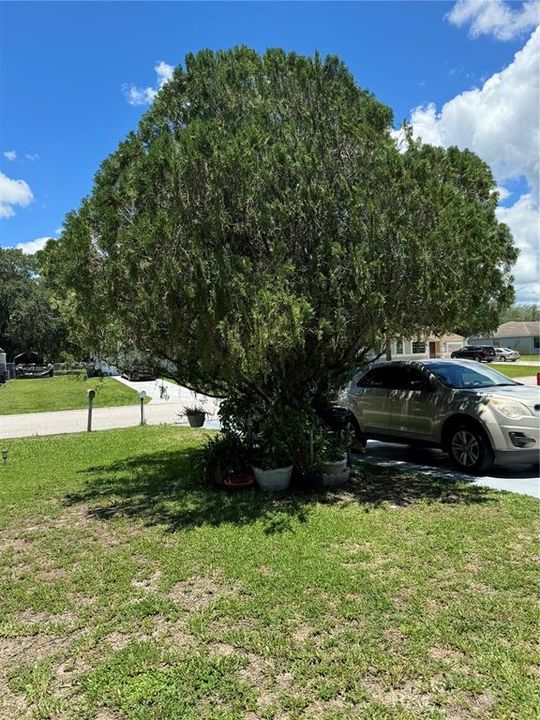 tree next to the driveway