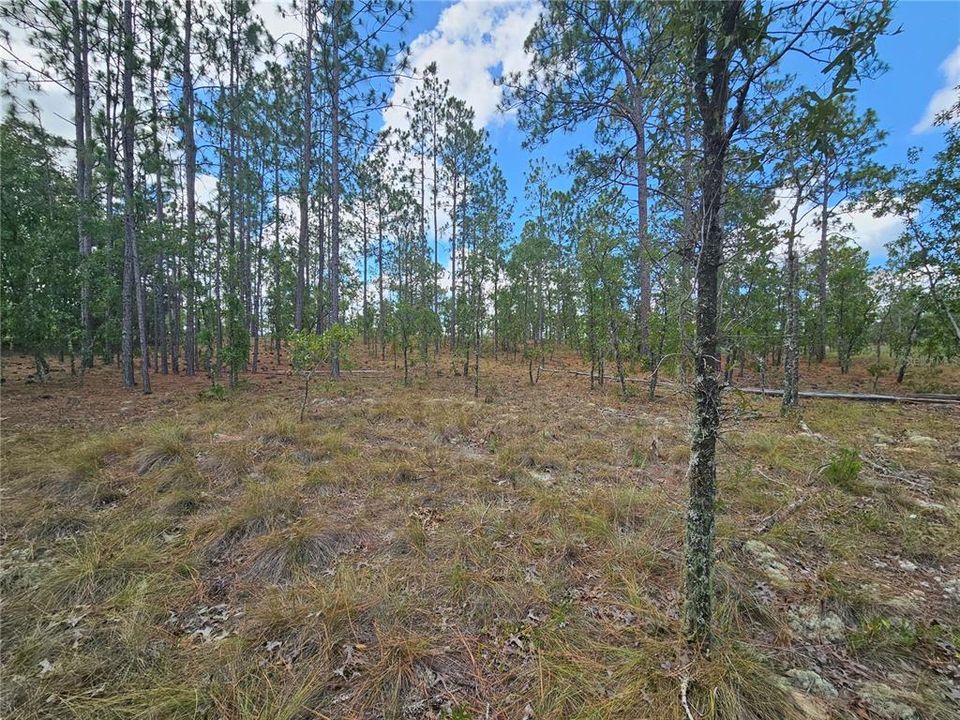 На продажу: $99,000 (5.00 acres)