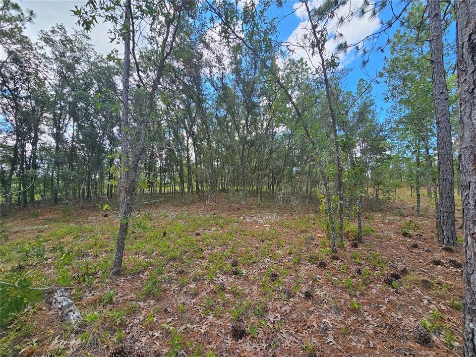 En Venta: $99,000 (5.00 acres)