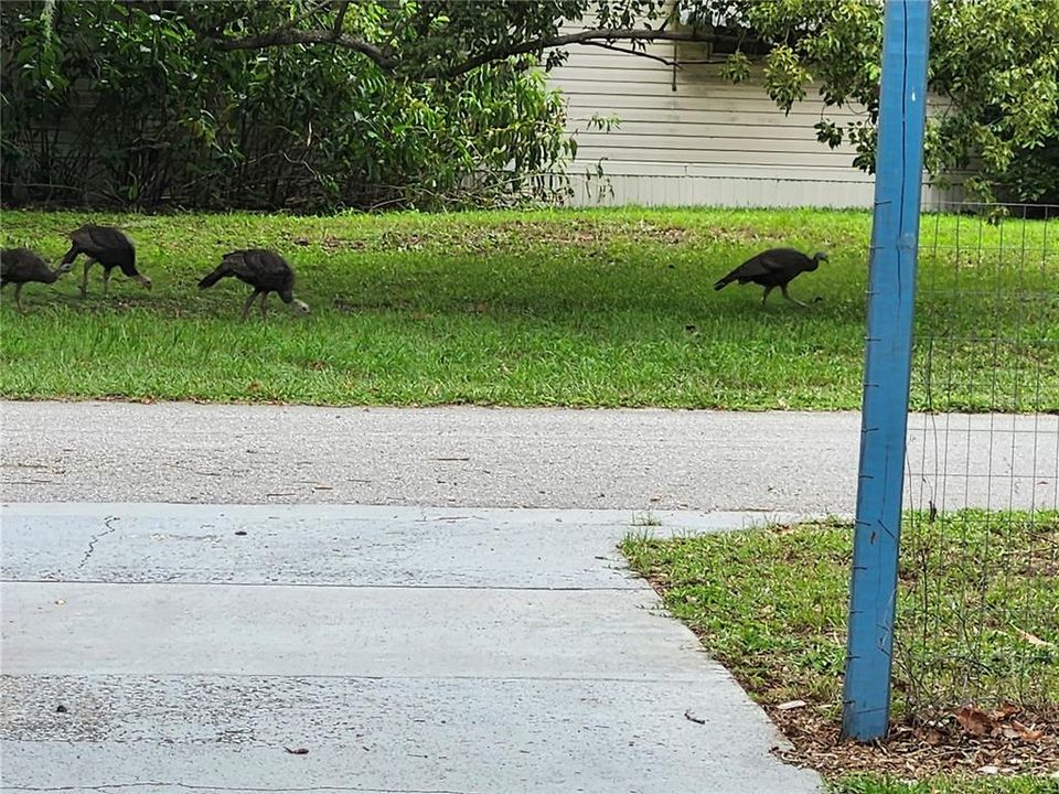 Neighborhood wild turkeys