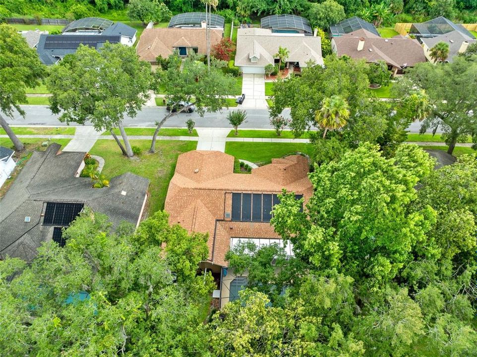 Amazing tree cover creating more privacy