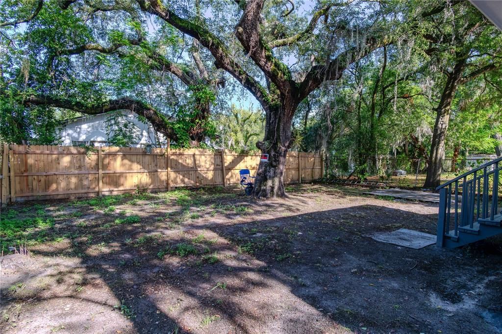 Well-shaded back yard!