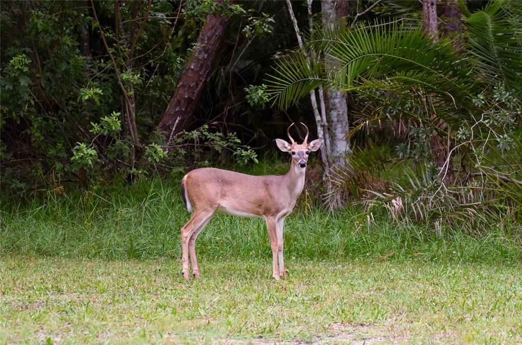 Wildlife is abundant in the Eagles