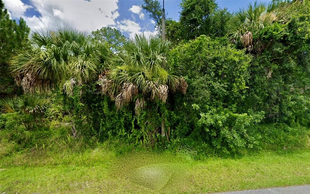 PINE & SABAL PALMS TREES