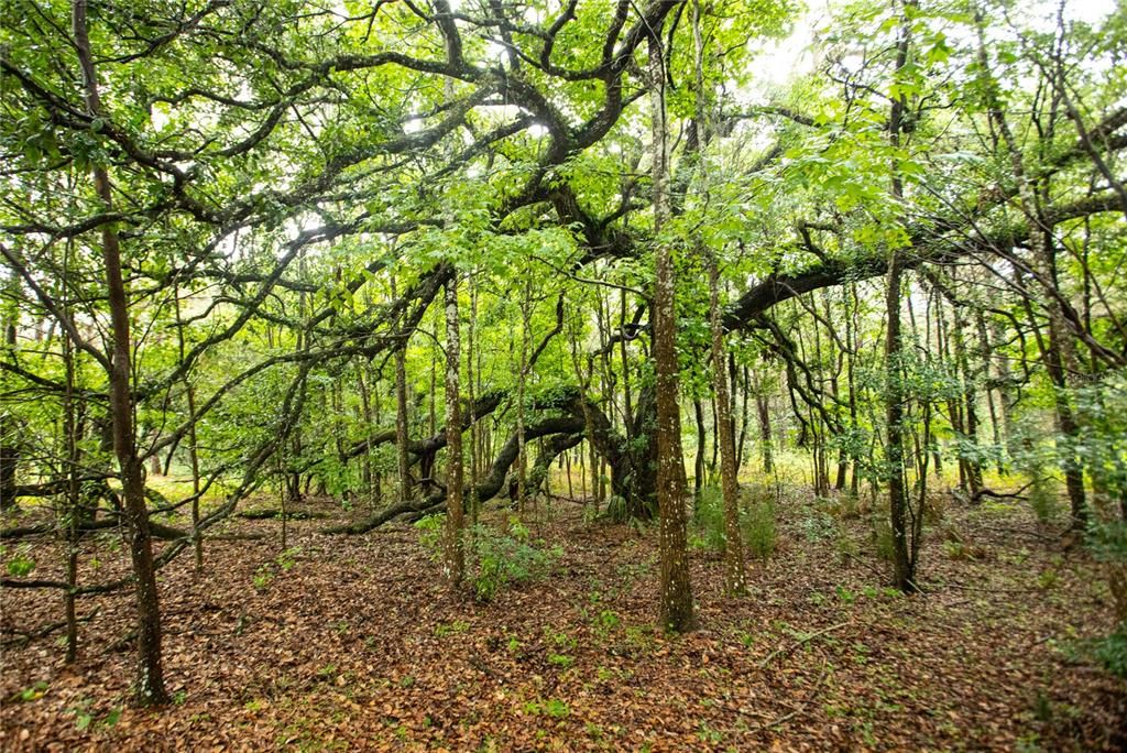 На продажу: $290,000 (6.60 acres)