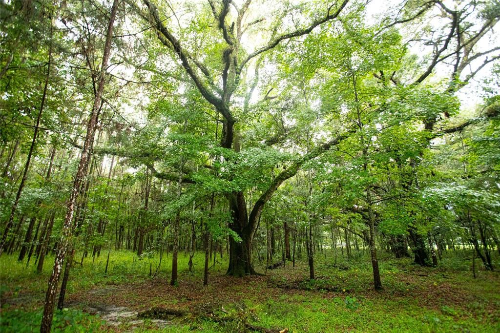 На продажу: $290,000 (6.60 acres)