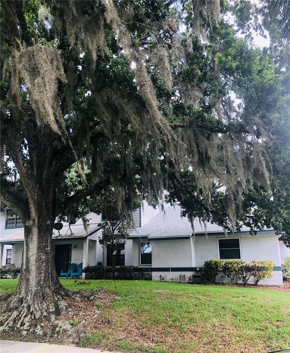 Beautiful surrounding shade around property