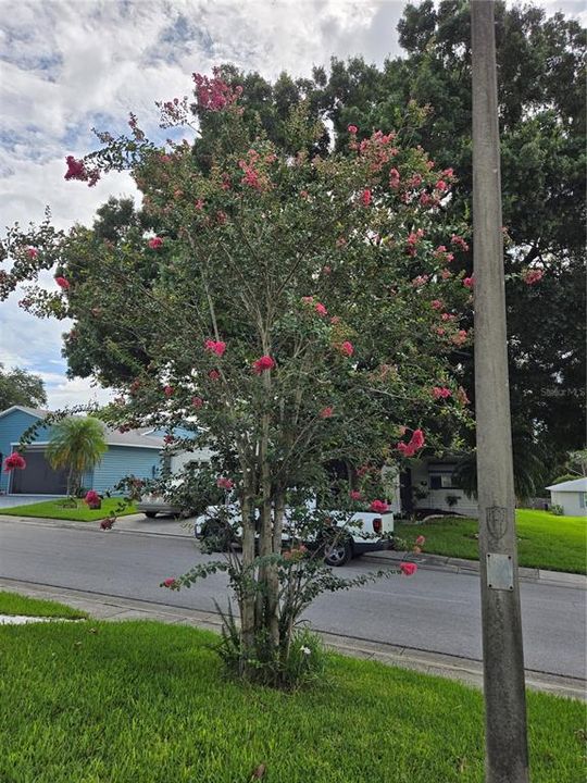 Beautiful Crape Myrtle tree