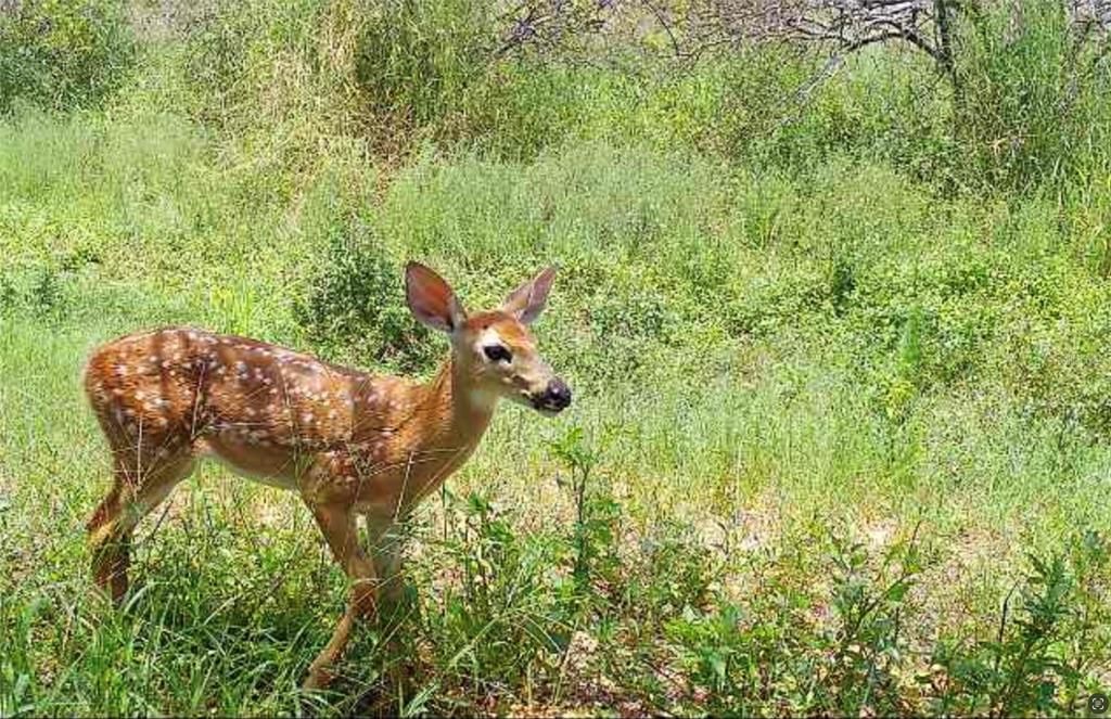 待售: $385,000 (40.45 acres)