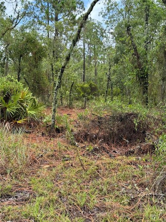 En Venta: $26,500 (1.00 acres)