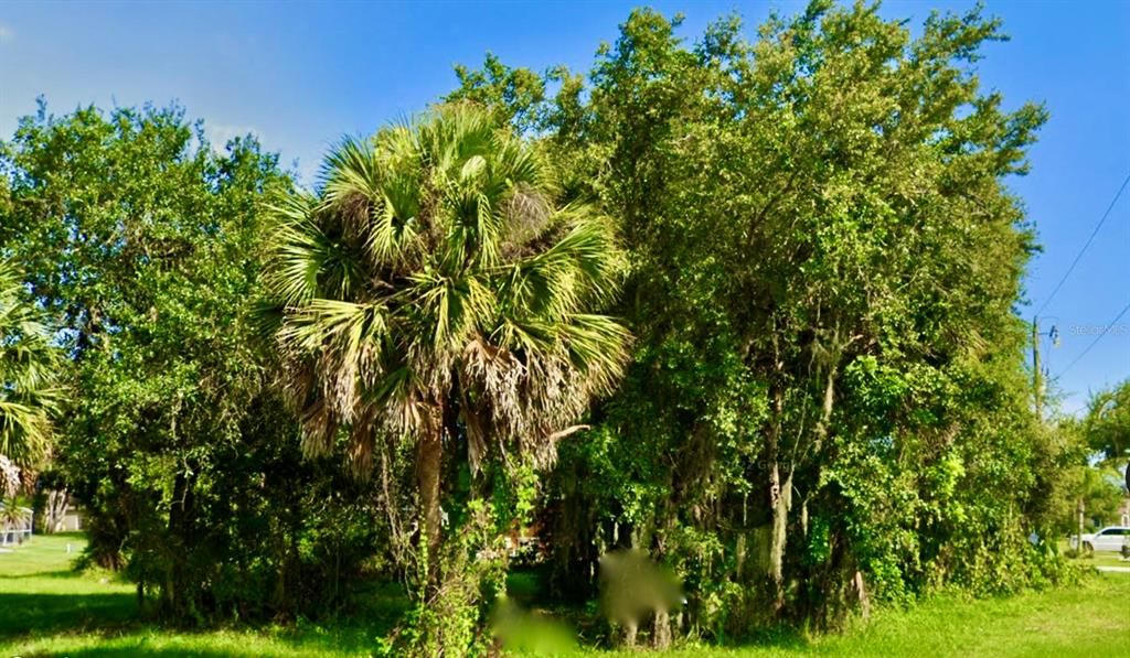 Sabal Palm Front & Center   Lot Next Door is Also for Sale.....  Dreaming of a Double Lot??  Check Out Both!
