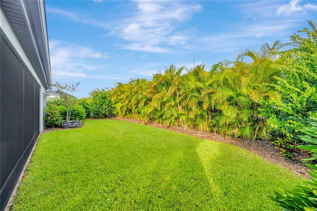 Fully fenced private backyard with Areca Palms