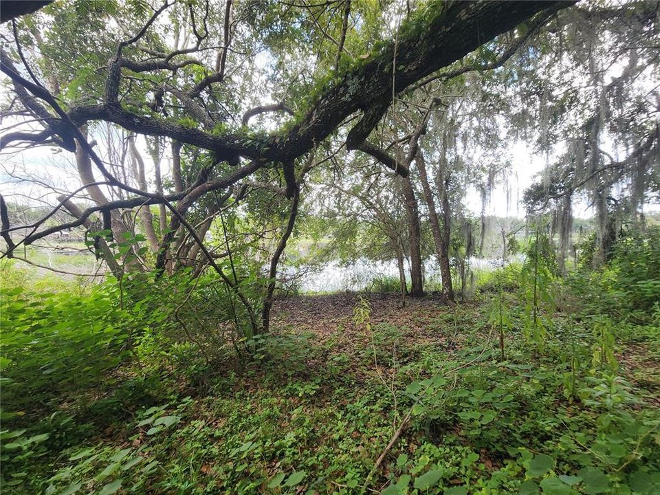 View of the Lake