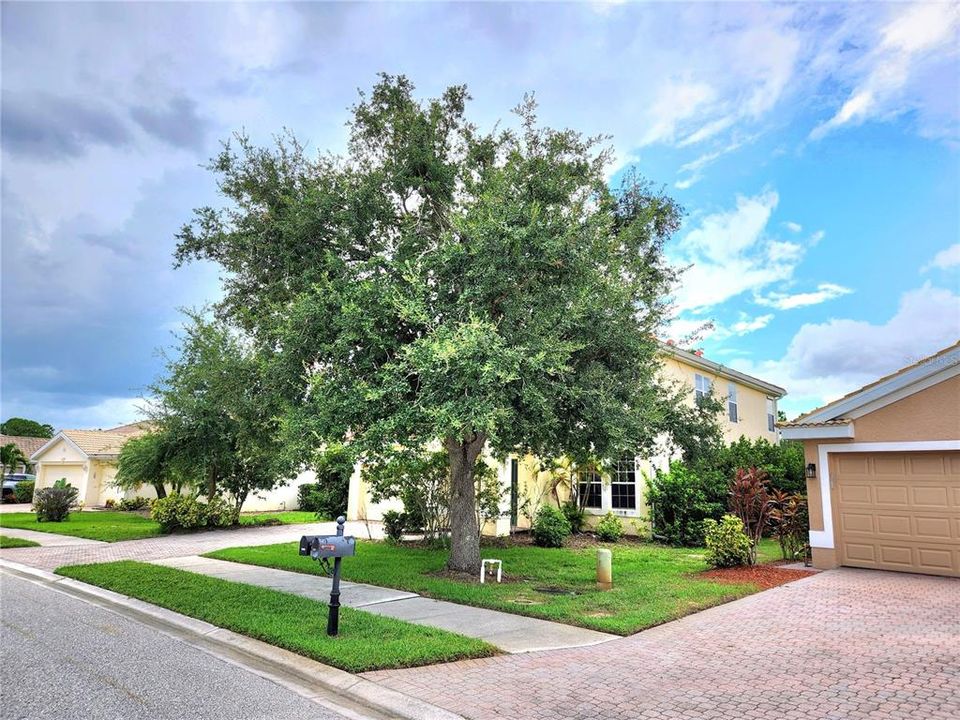 the tree offers privacy for 2 story home