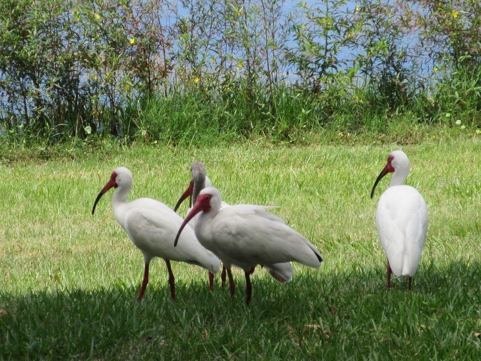 Water birds.