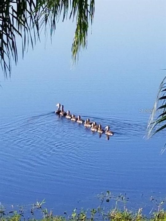 Mama duck and her babies.