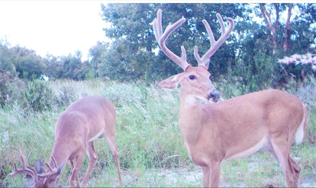 For Sale: $6,900,000 (364.77 acres)