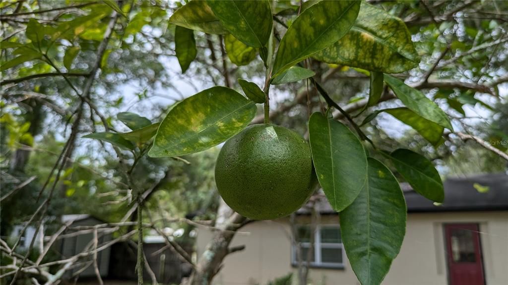 backyard citrus