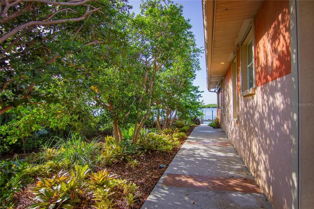 Paved, accessible walkways throughout the garden with privacy hedge. Fruit trees are seamlessly integrated into the Florida-friendly garden design.