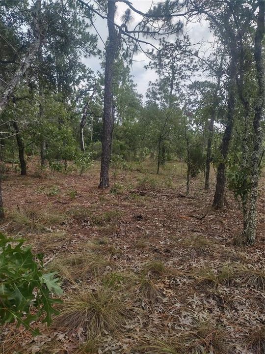 En Venta: $16,000 (0.23 acres)