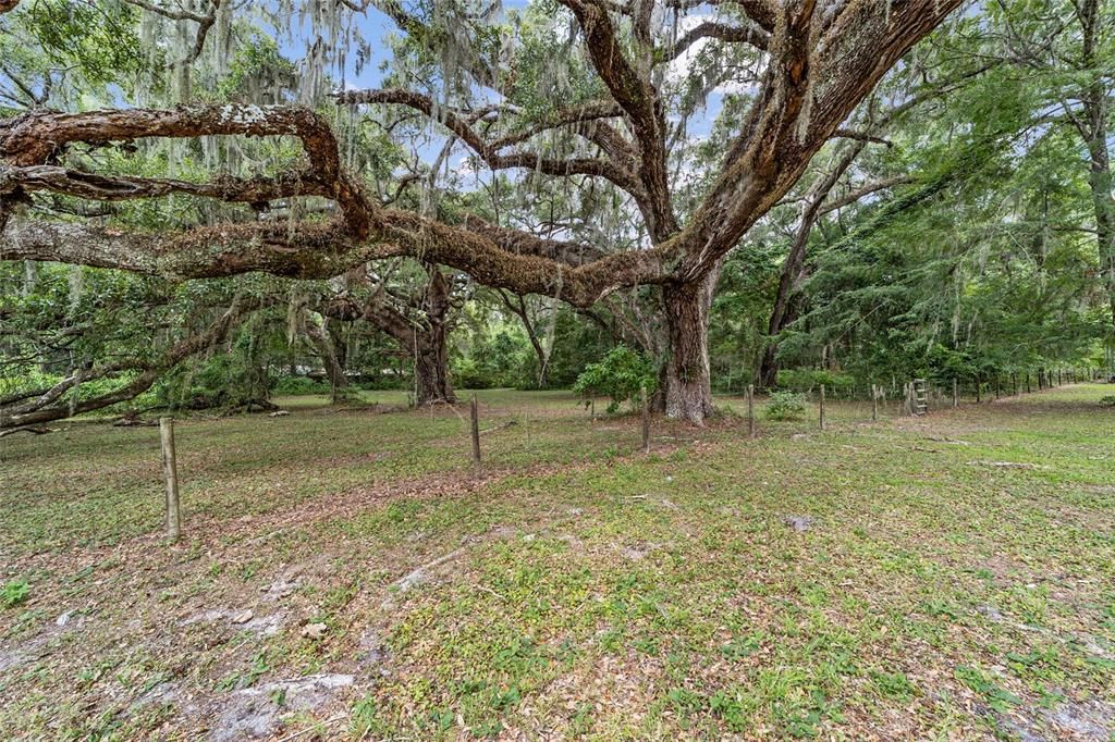 Century old Live Oak trees