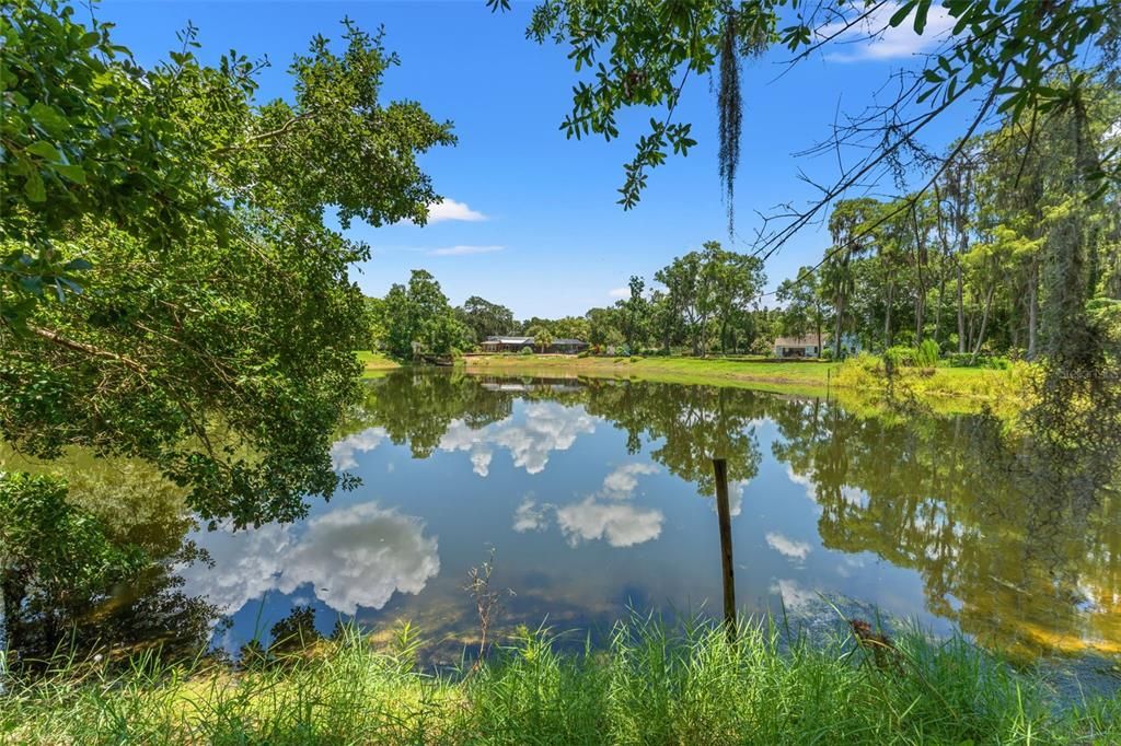 Pond View