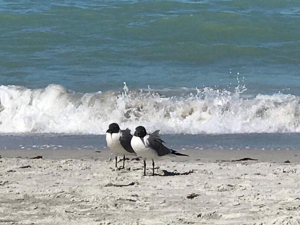 Area Beaches