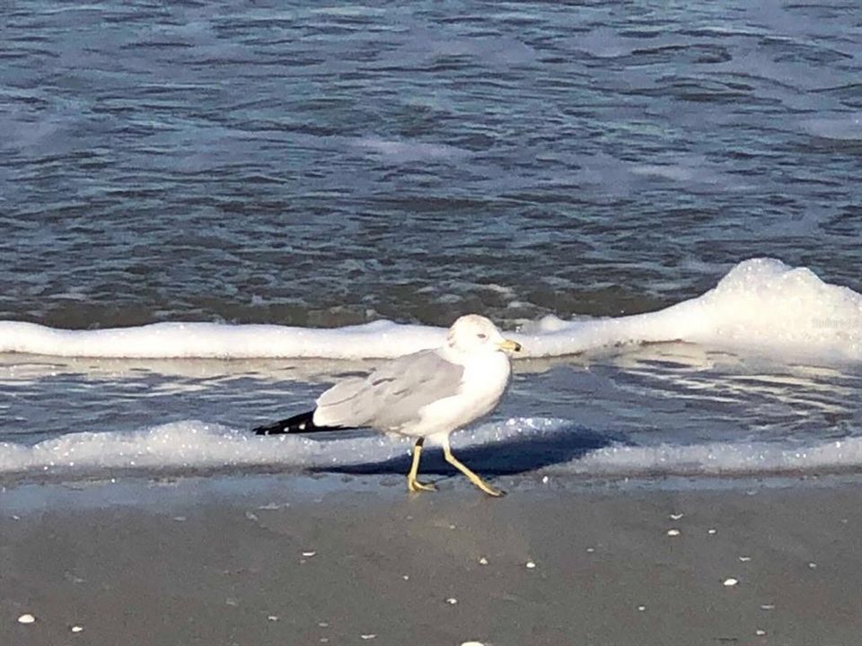 Area Beaches