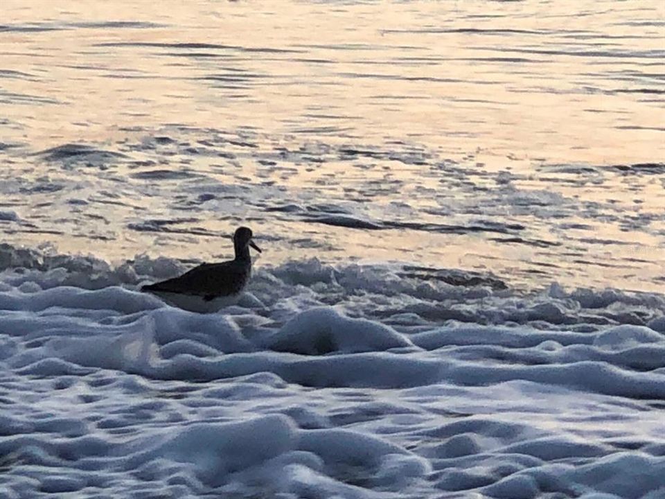 Area Beaches