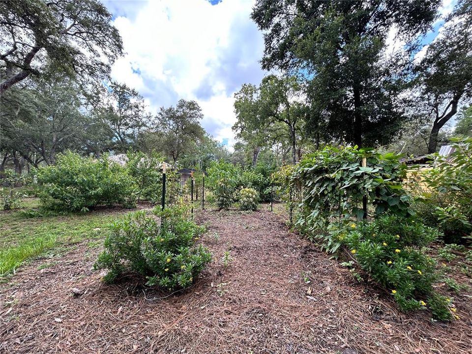 Q2 Rotational Beds, Cattle Panel Trellises, Cassava, Seagrape, Beautyberry