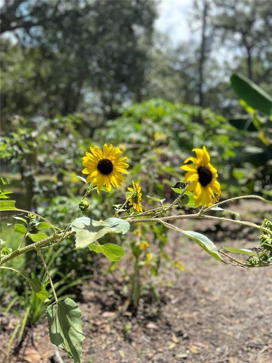 Q1 Sunflowers, Banana, Loquat