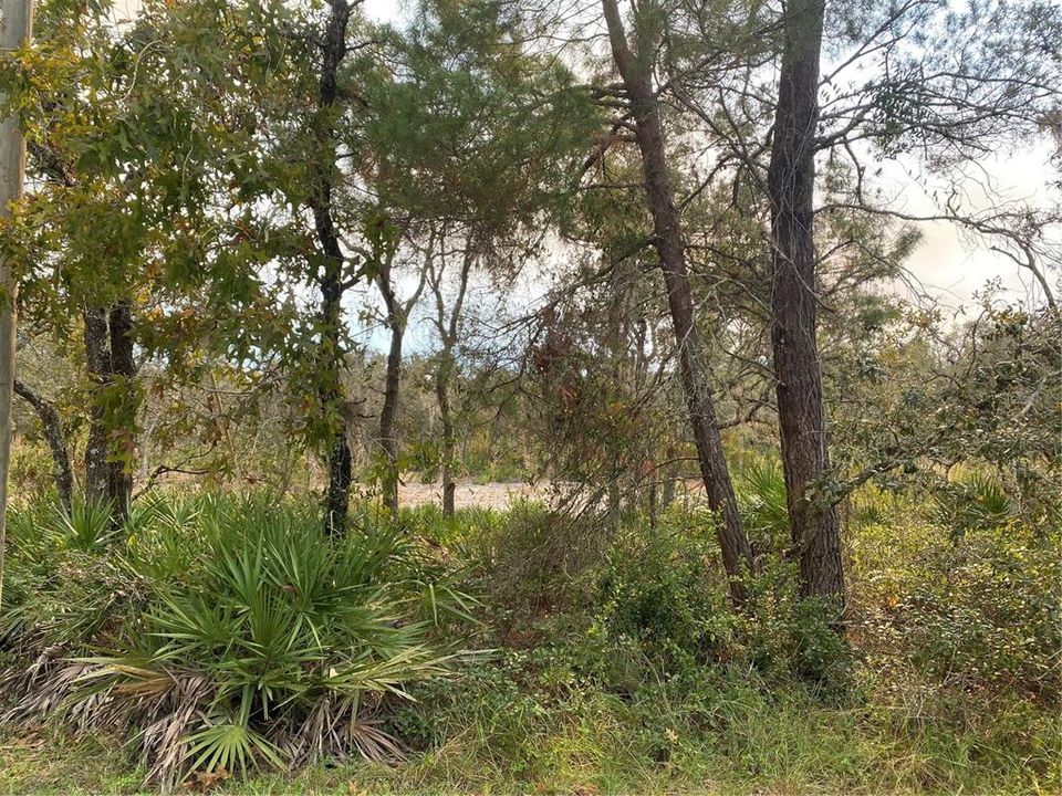 wooded corner lot