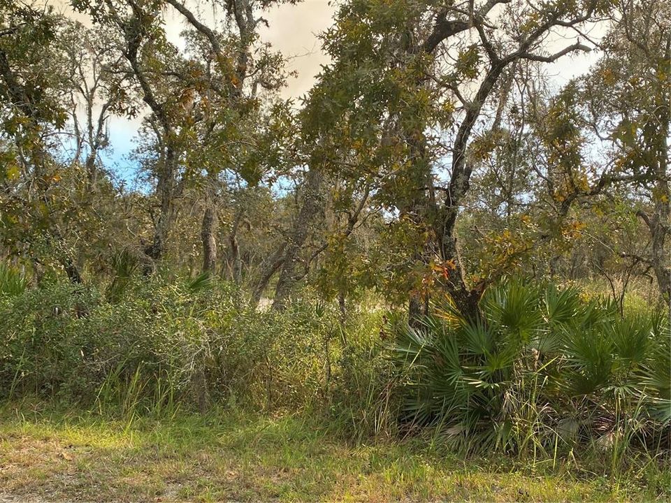 wooded corner lot