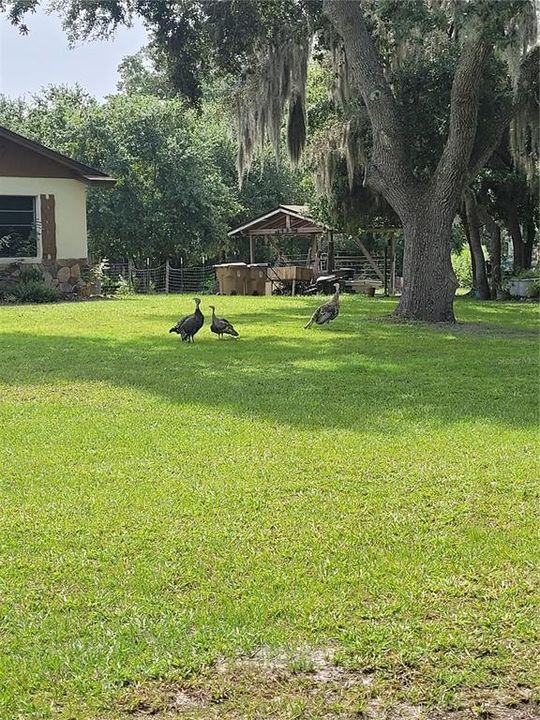 Turkey's in Front Yard