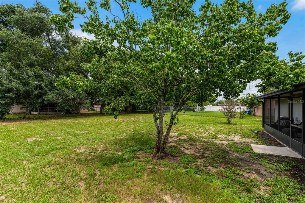 Fenced Backyard