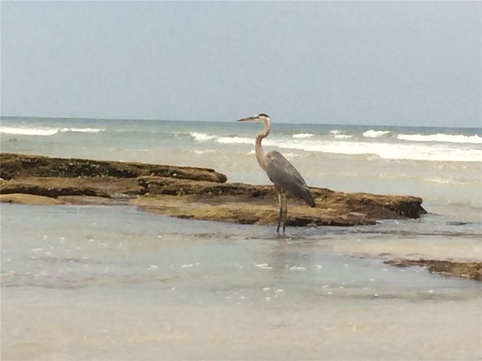 Bird's love Beach Haven