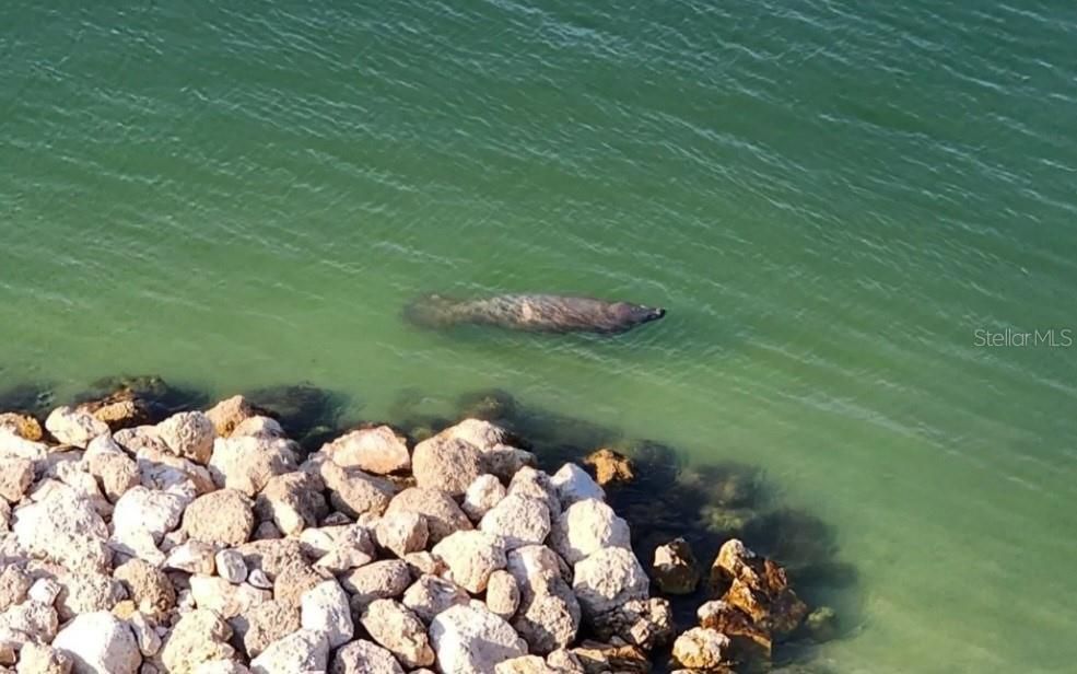 Dolphins are every day but Manatees are seen on frequent occassion as well.