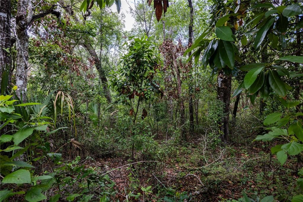 En Venta: $10,500 (0.21 acres)