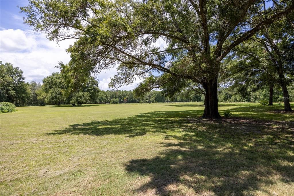 Beautiful shade trees